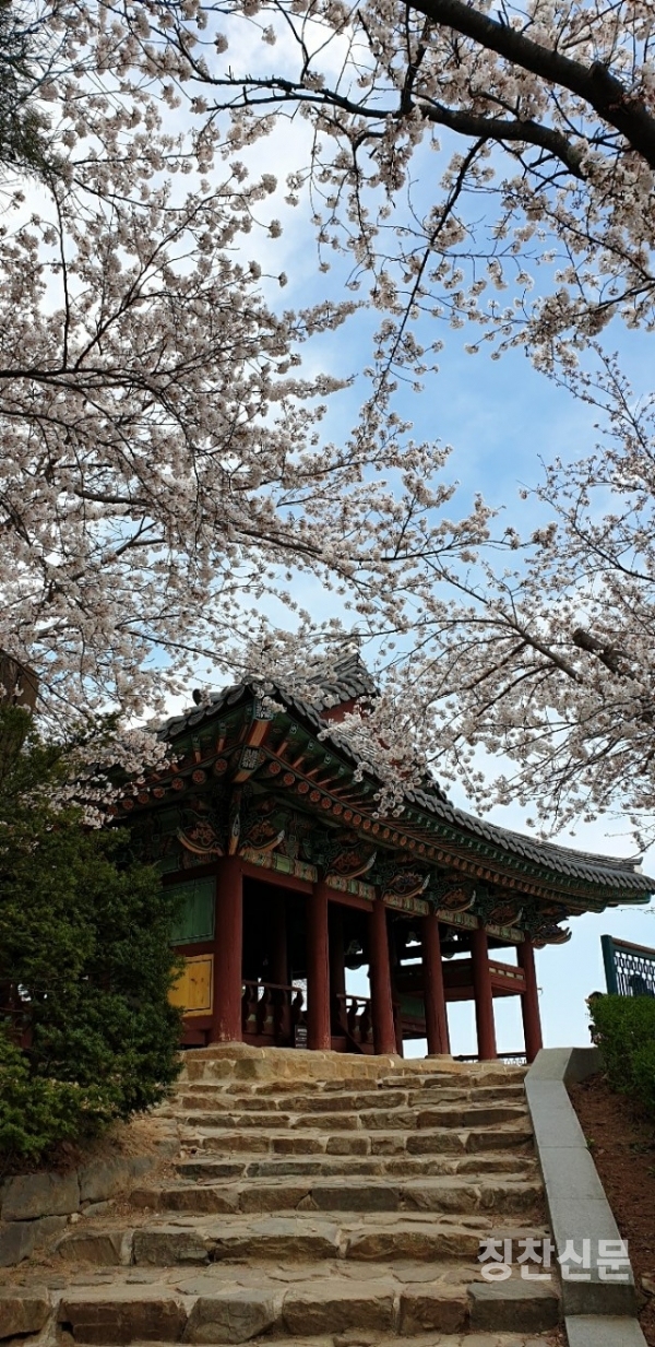 사진작가 : 박주복 / 배경 : 강릉 경포대 벚꽃