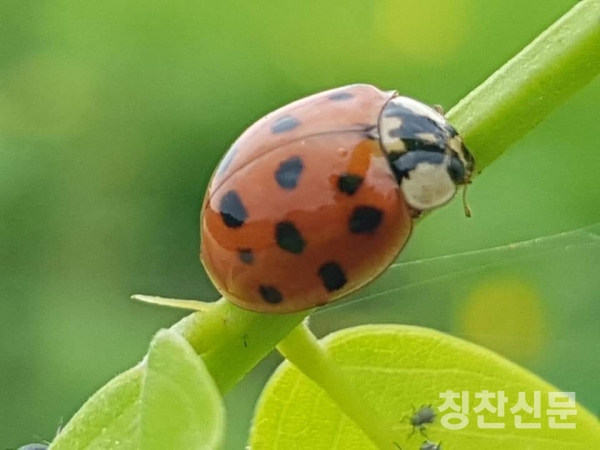 도심속에 농촌 시흥시 도창동 호조벌의 아름다운 풍경사진=