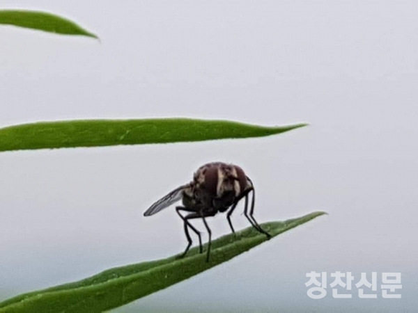 시흥시 도창동 호조벌의 아름다운 농촌풍경
