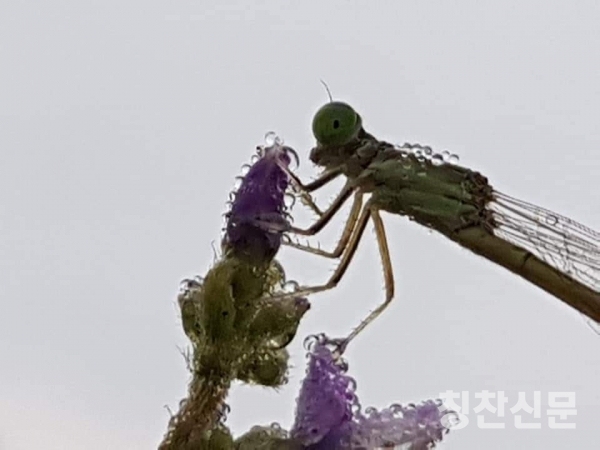 시흥시 도창동 호조벌의 아름다운 농촌풍경