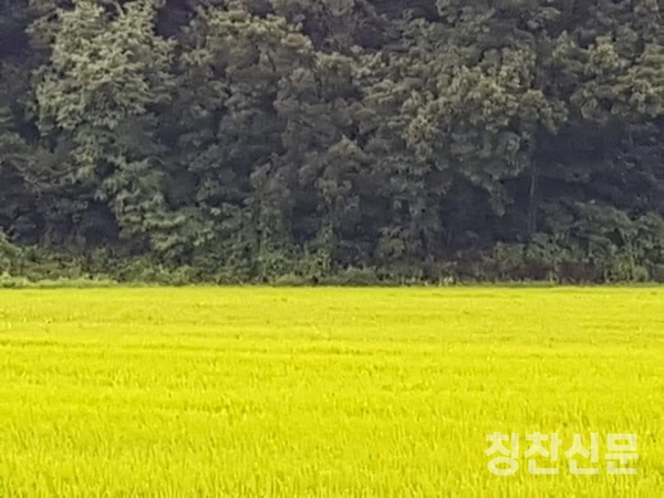 도심속에 농촌 시흥시 도창동 호조벌의 아름다운 농촌풍경 김주석작가 제공