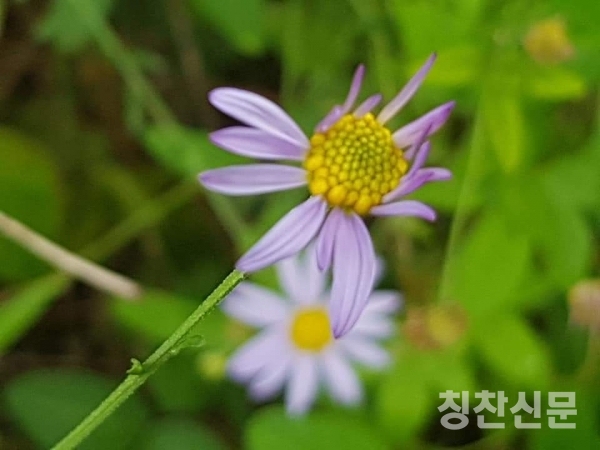 시흥시 도창동 호조벌의 아름다운 농촌풍경 =김주석 작가 제공