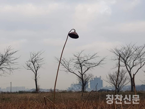 도창동 호조벌의 아름다운 농촌풍경 김주석작가 제공